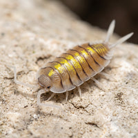 Porcellio bolivari « Yellow Ghost »