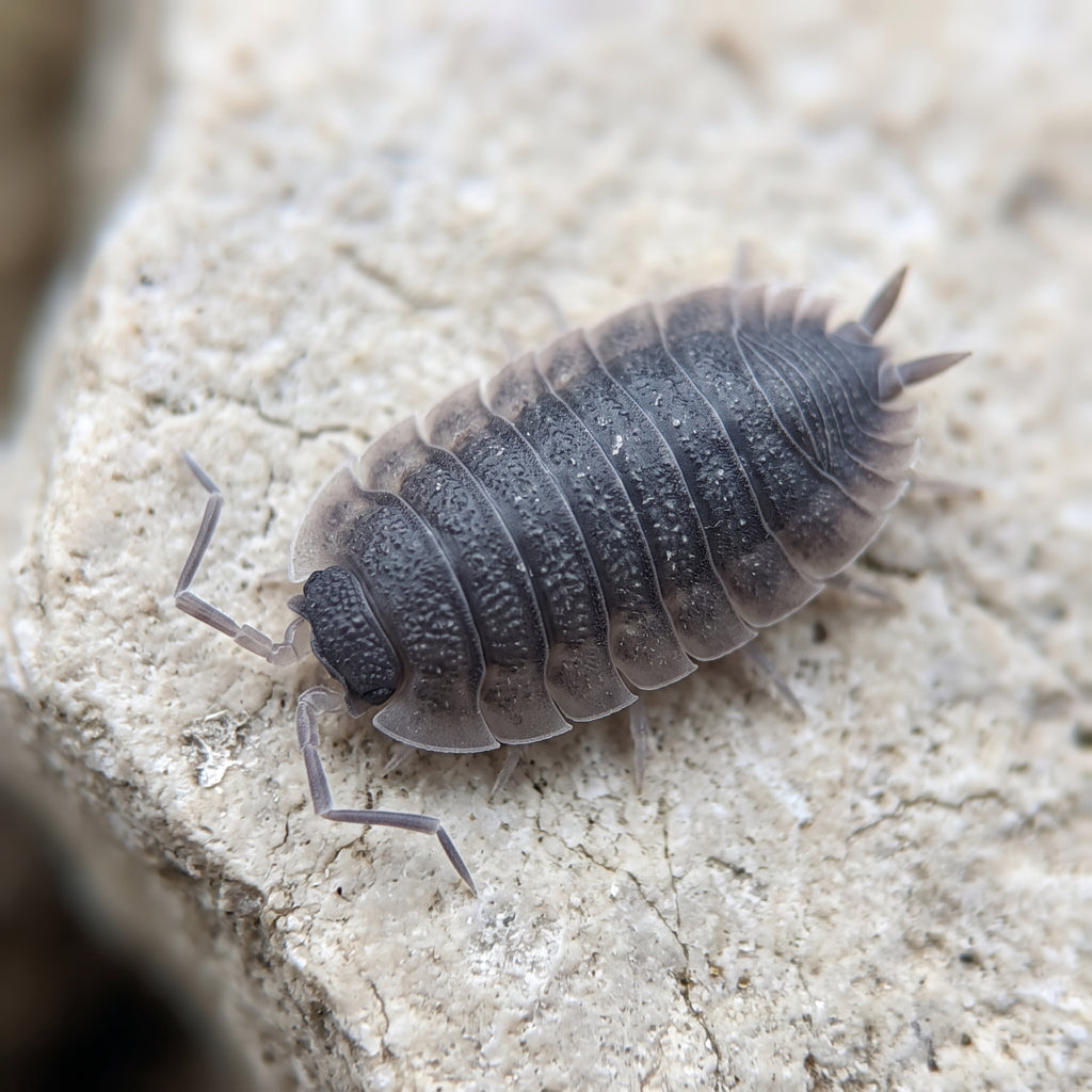 Porcellio cf echinatus « Grey Skirt »