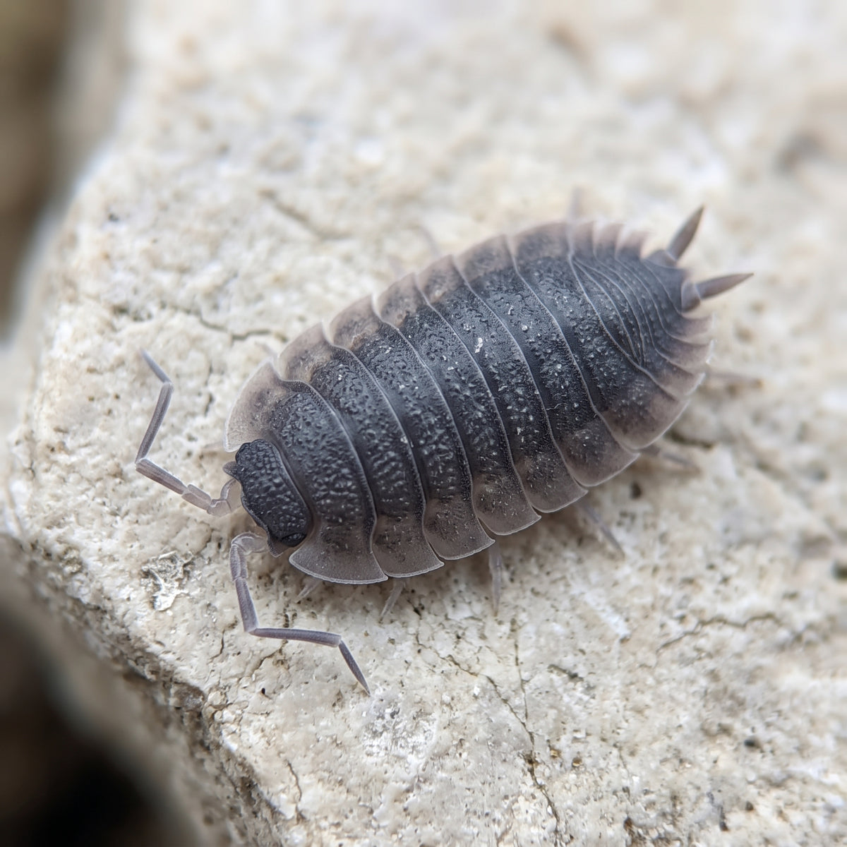 Porcellio cf echinatus « Grey Skirt »