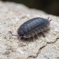 Porcellio cf echinatus « Grey Skirt »
