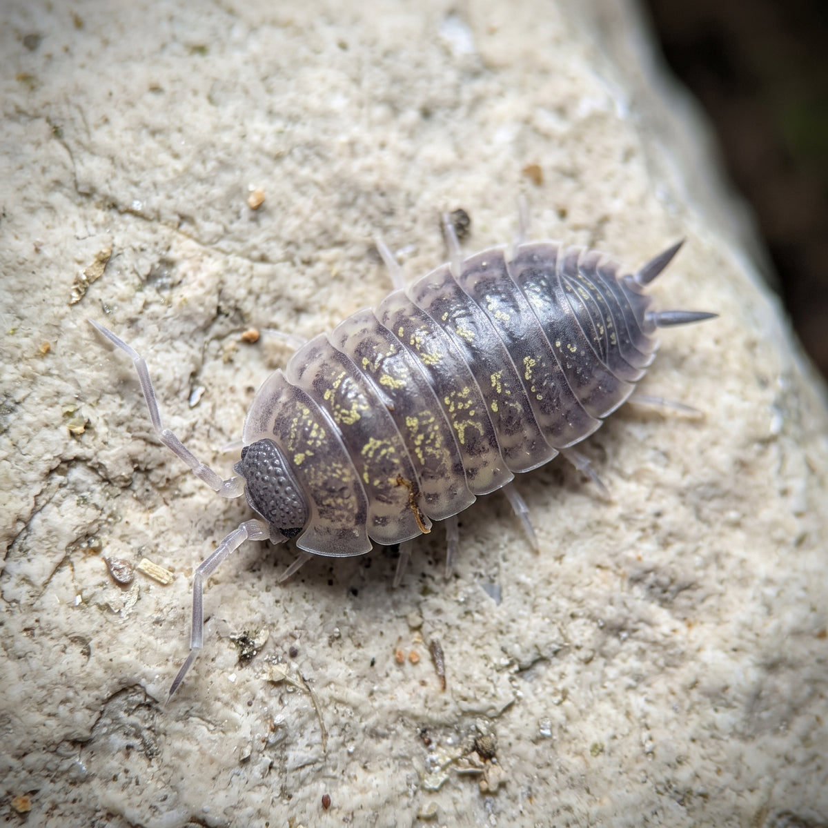 Porcellio cf monticola « Foix »