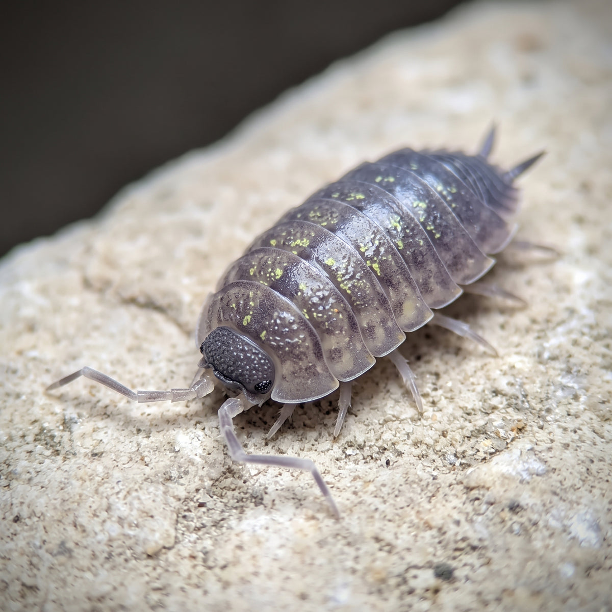 Porcellio cf monticola « Foix »