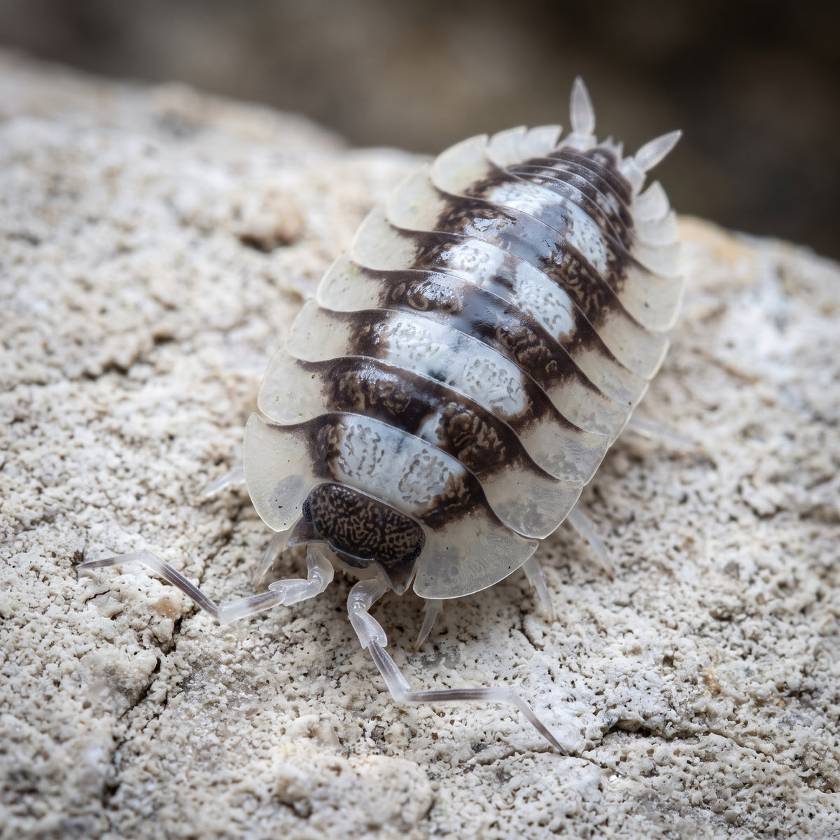 Porcellio expansus