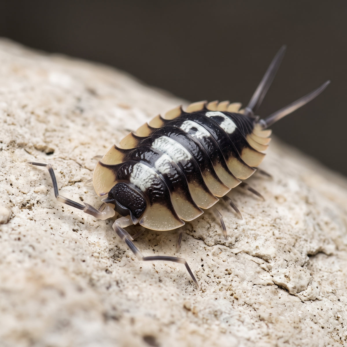 Porcellio expansus « Orange La Senia »