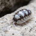 Porcellio expansus
