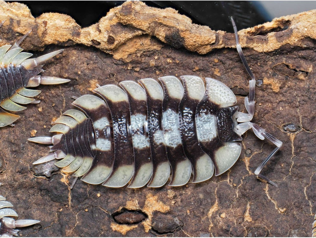 Porcellio expansus « Tortosa »