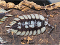 Porcellio expansus « Tortosa »