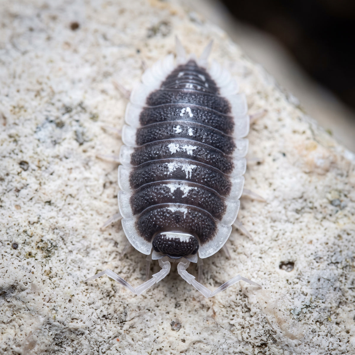 Porcellio flavomarginatus « Choix De Éleveur »