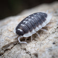 Porcellio flavomarginatus « Choix De Éleveur »