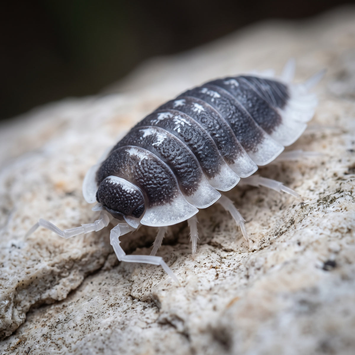 Porcellio flavomarginatus « Choix De Éleveur »
