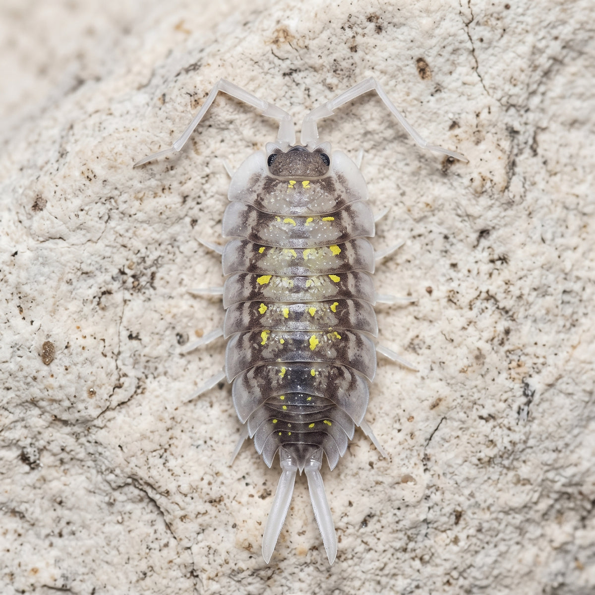 Porcellio haasi « Bright Form »