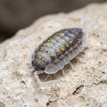 Porcellio haasi « Bright Form »