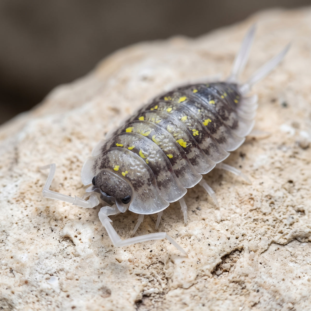 Porcellio haasi « Bright Form »