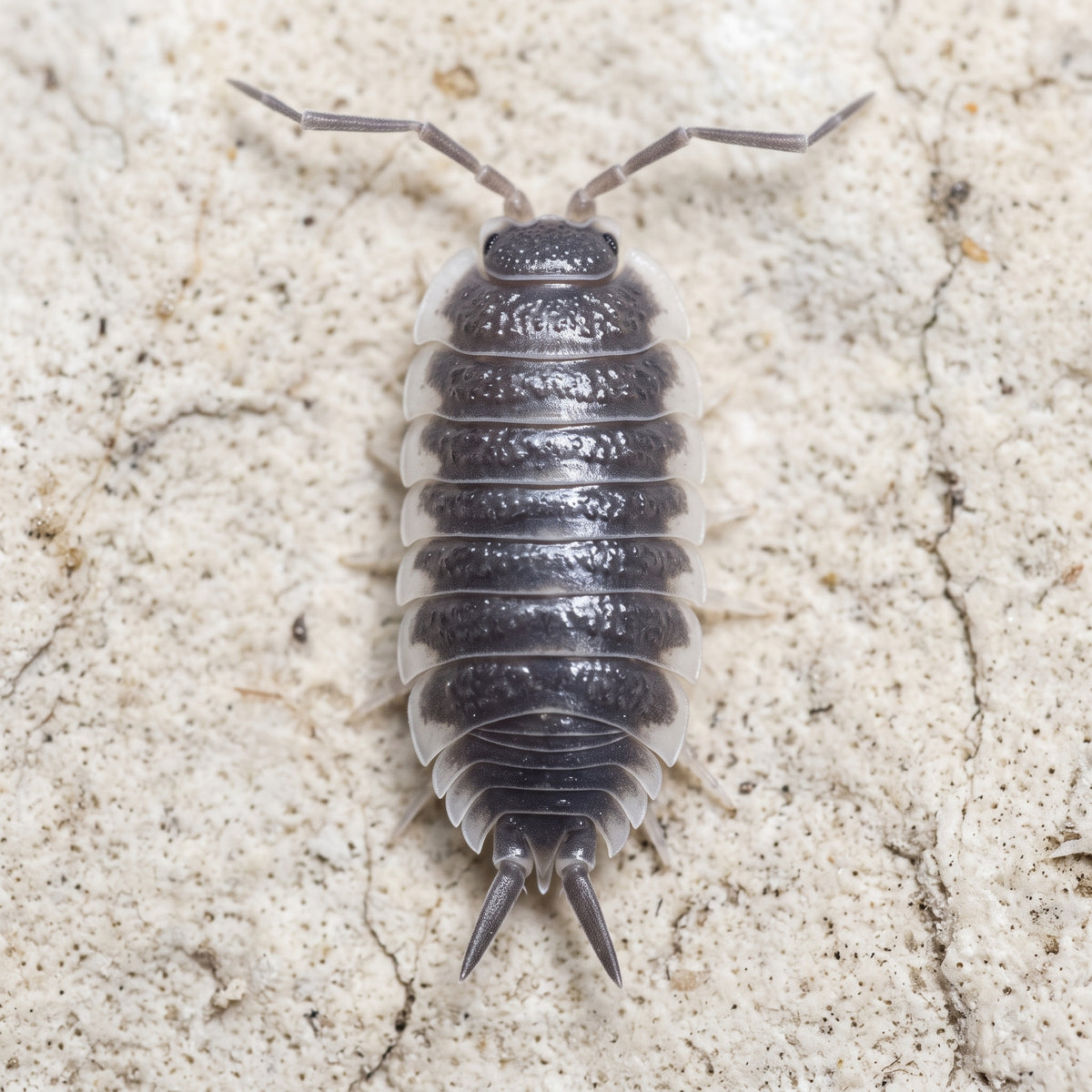 Porcellio hoffmannseggi