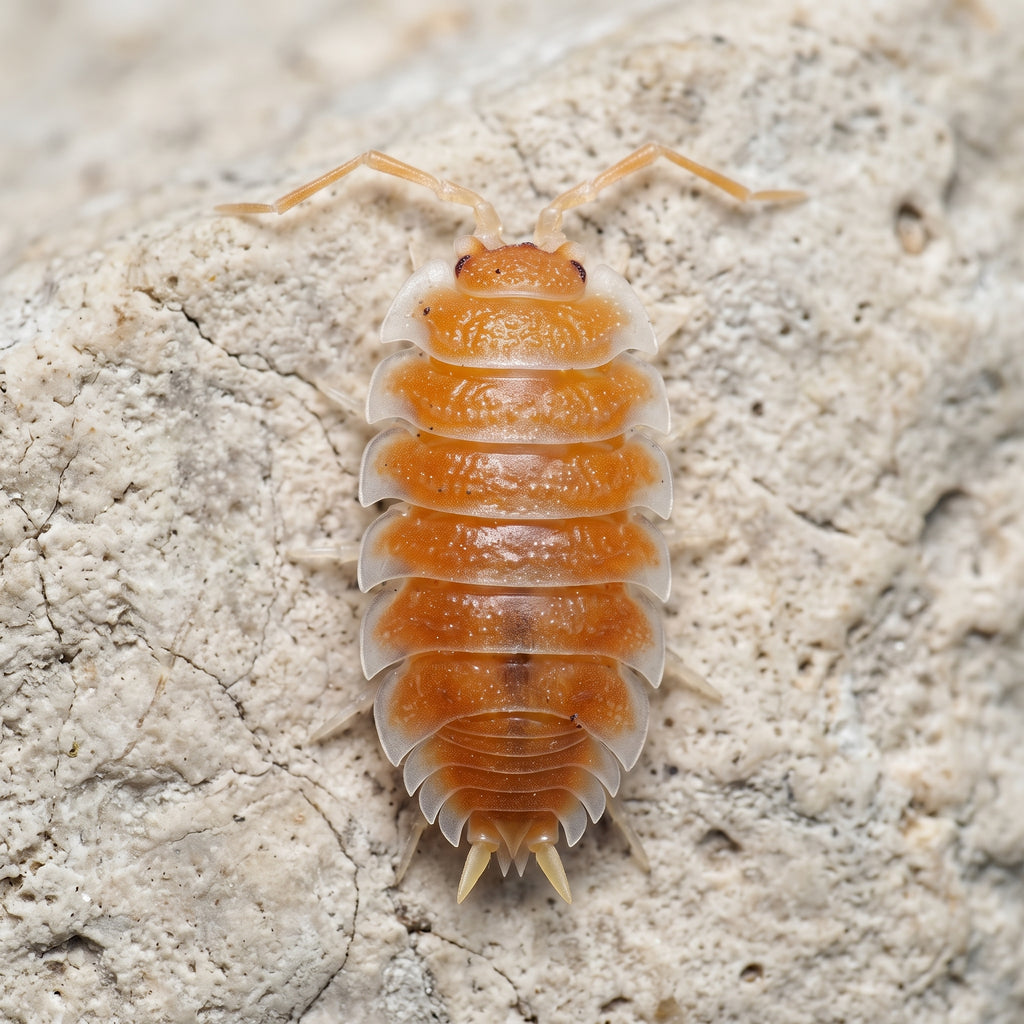 Porcellio hoffmannseggi « Orange »