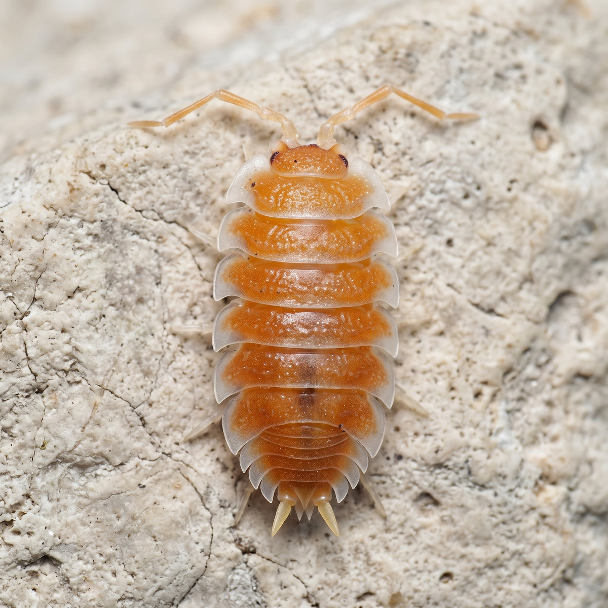 Porcellio hoffmannseggi « Orange »