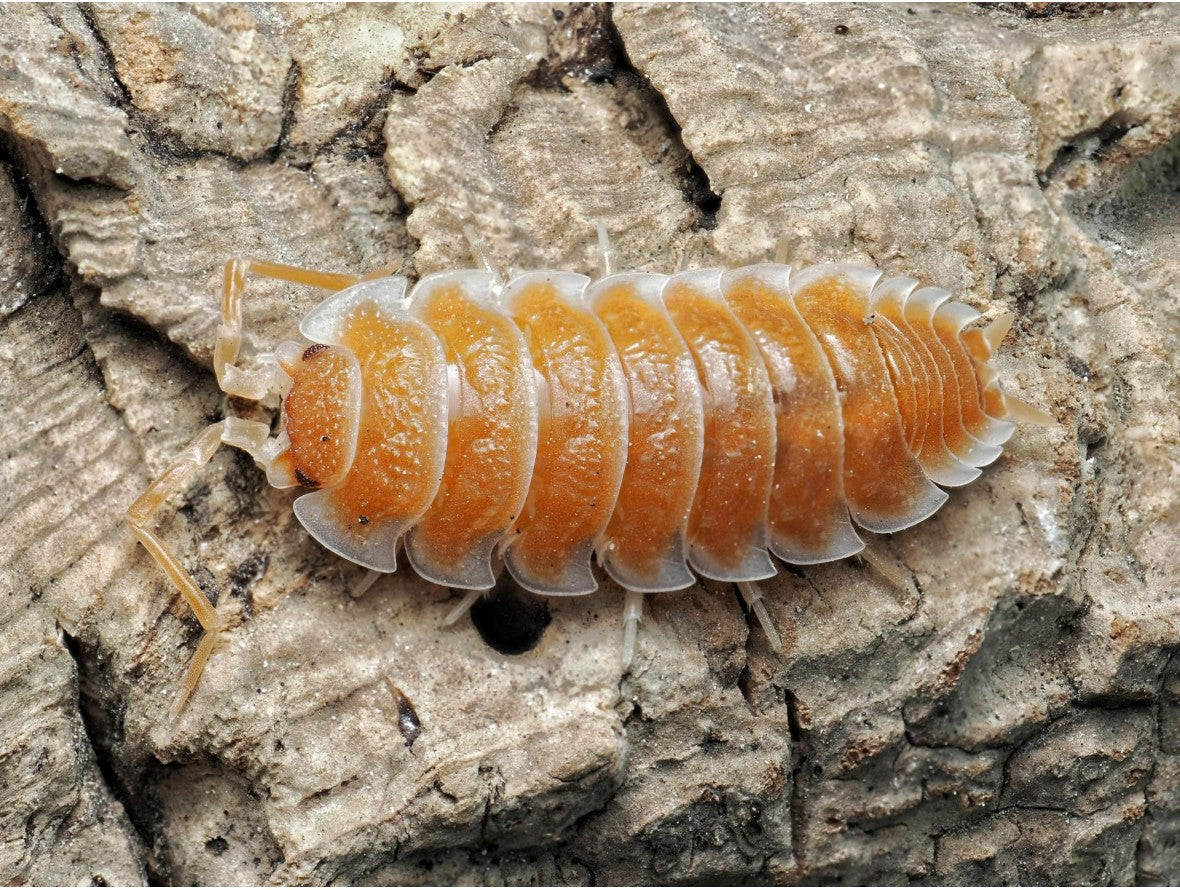 Porcellio hoffmannseggi « Orange »