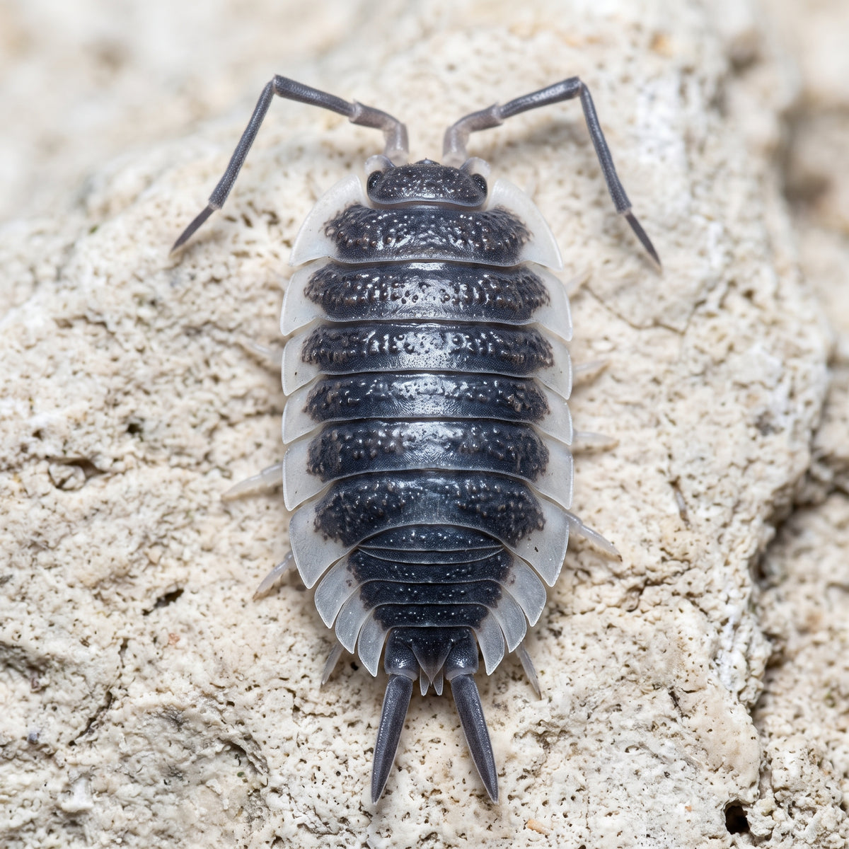 Porcellio hoffmannseggi « Sevilla »