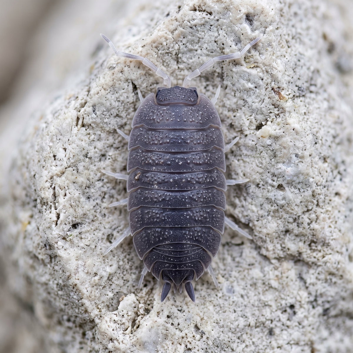 Porcellio incanus