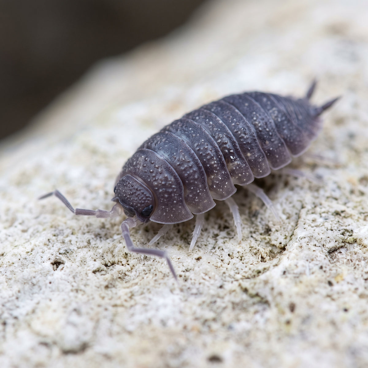 Porcellio incanus
