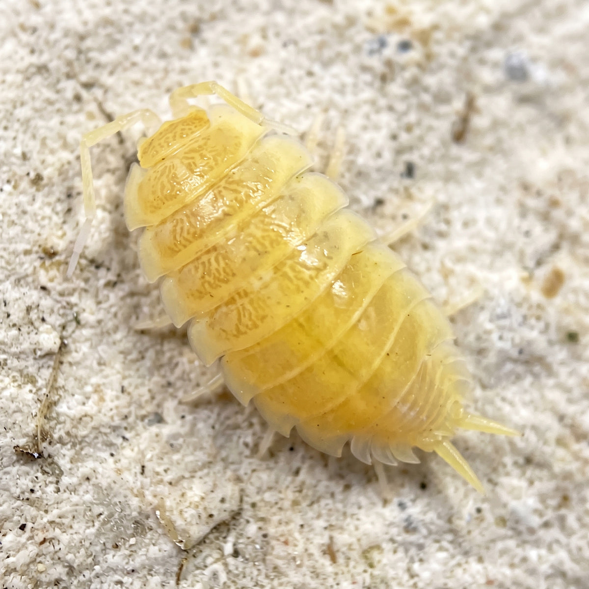 Porcellio laevis « Albinos »
