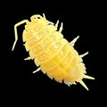 Porcellio laevis « Albinos »
