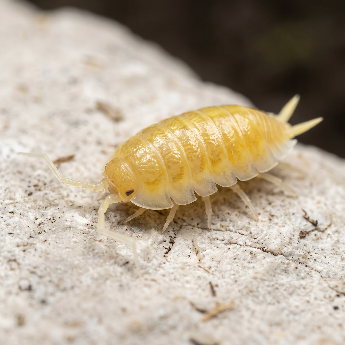 Porcellio laevis « Albinos »