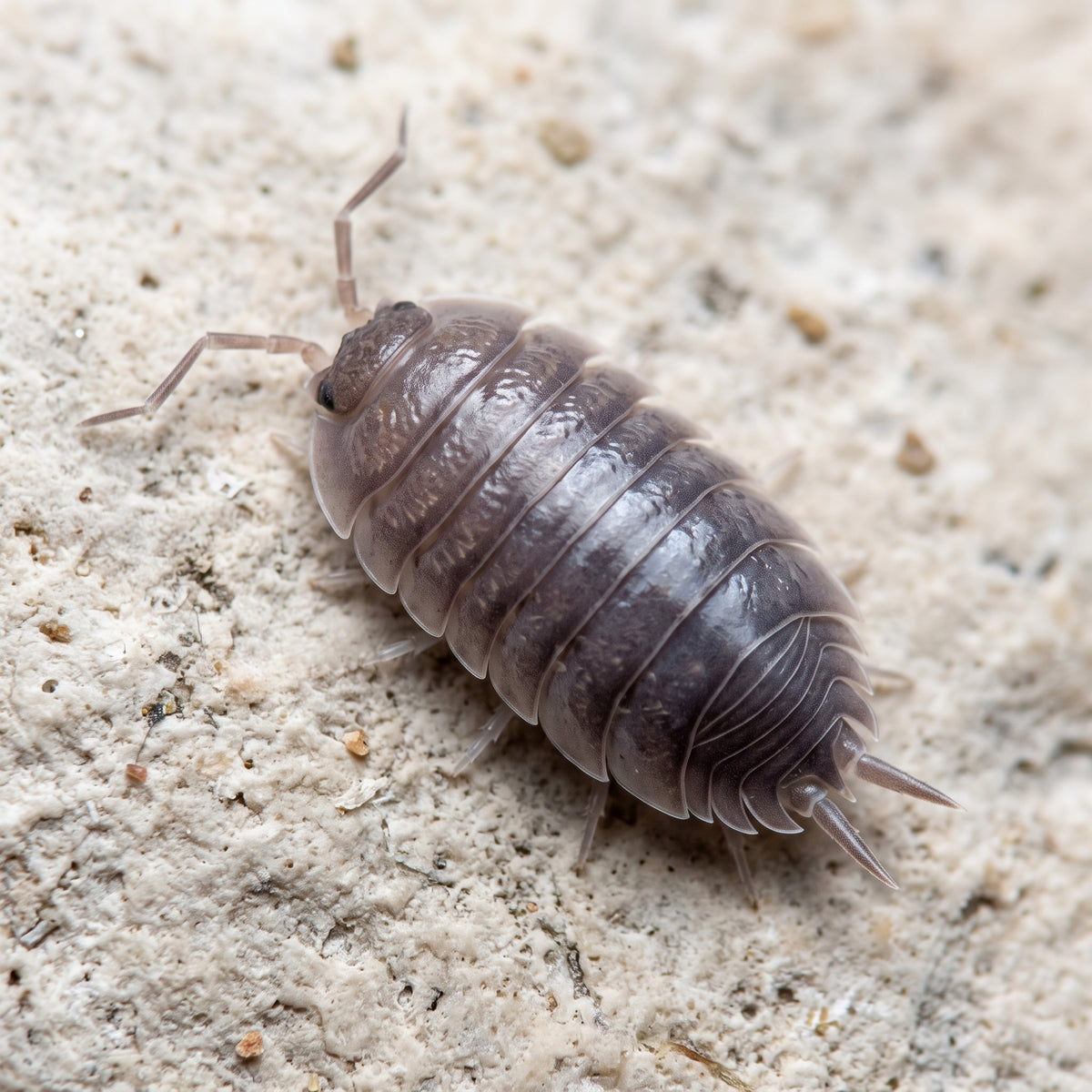 Porcellio laevis « Alicante »