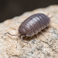 Porcellio laevis « Alicante »