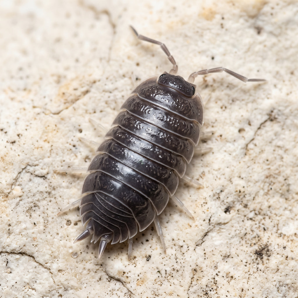 Porcellio laevis « Black »