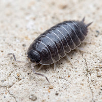 Porcellio laevis « Black »