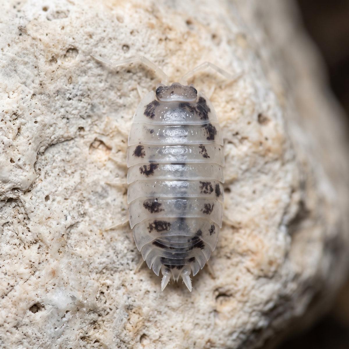 Porcellio laevis « Dairy Cow »