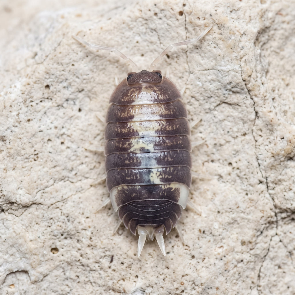 Porcellio laevis « Milkback Back »