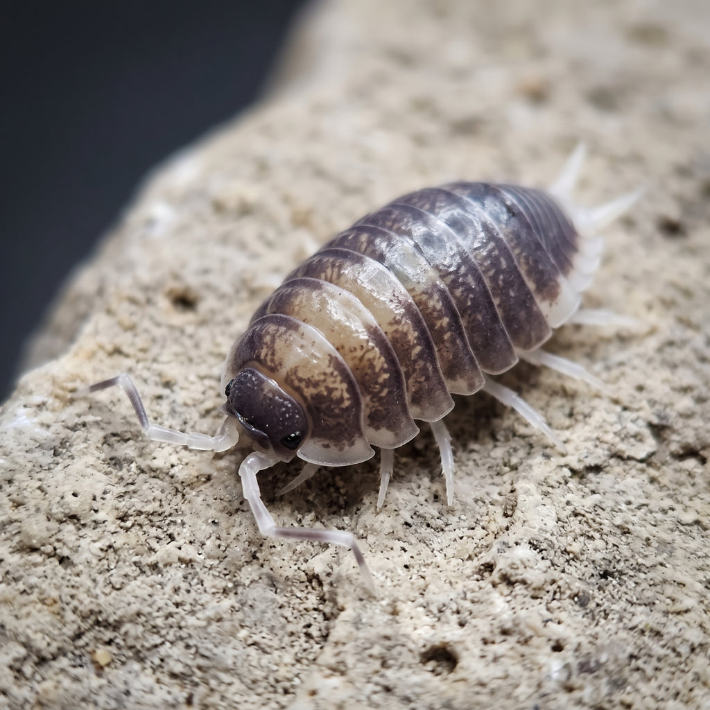 Porcellio laevis « Milkback Back »