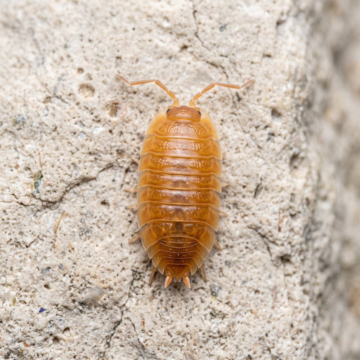 Porcellio laevis « Orange »