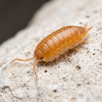 Porcellio laevis « Orange »
