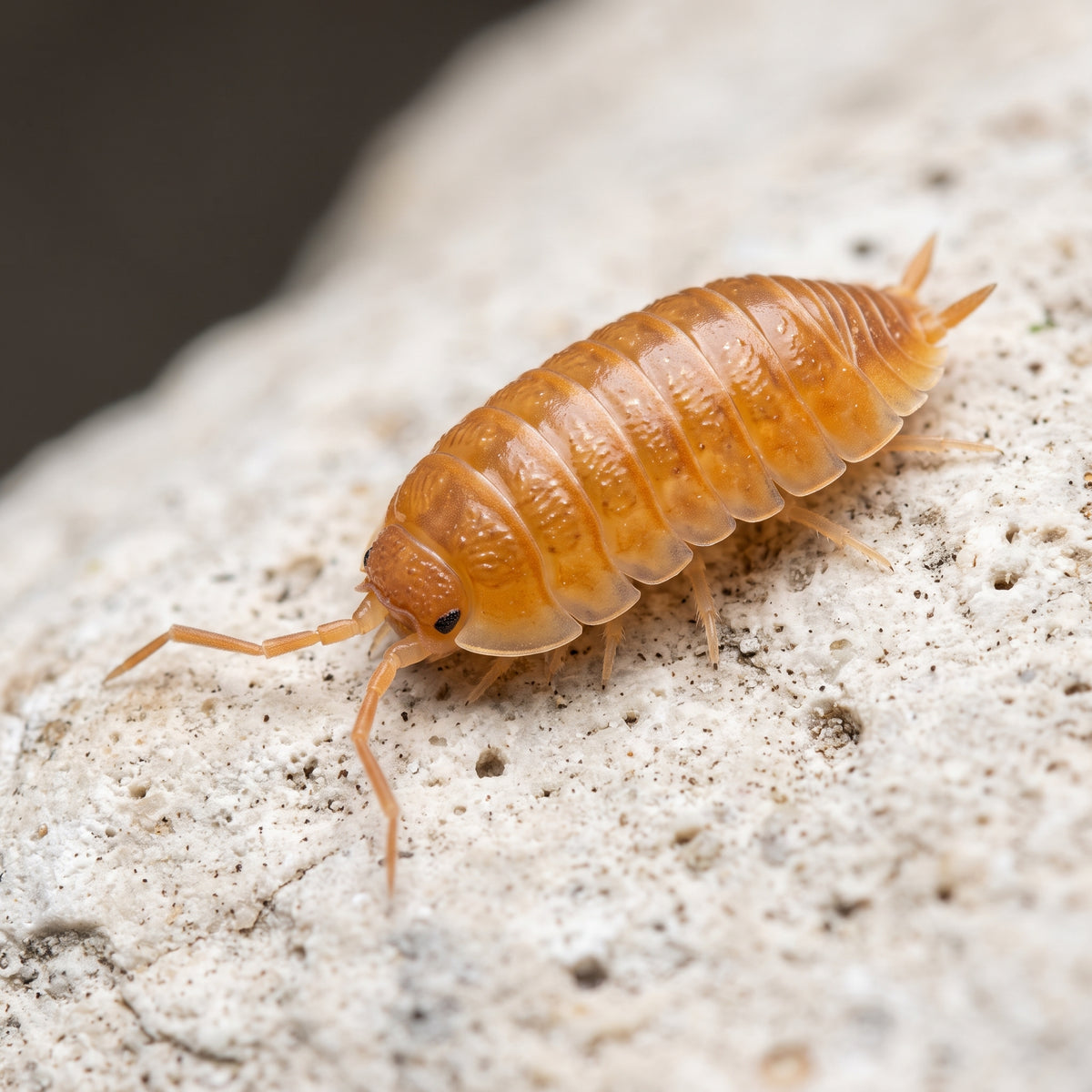 Porcellio laevis « Orange »