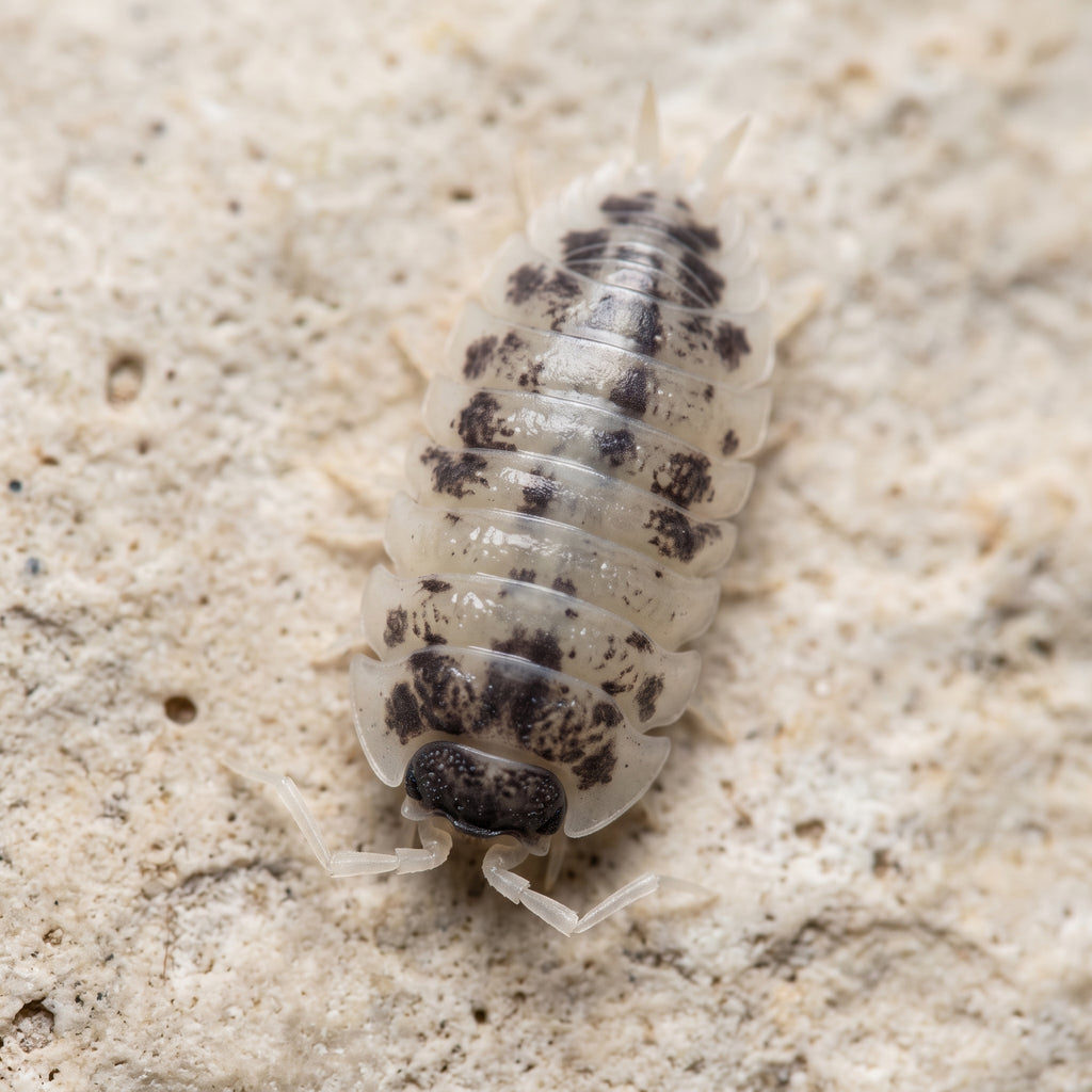 Porcellio laevis « Panda »