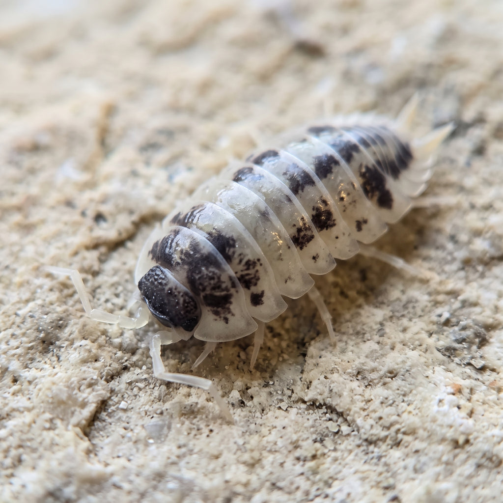 Porcellio laevis « Panda »