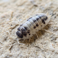 Porcellio laevis « Panda »