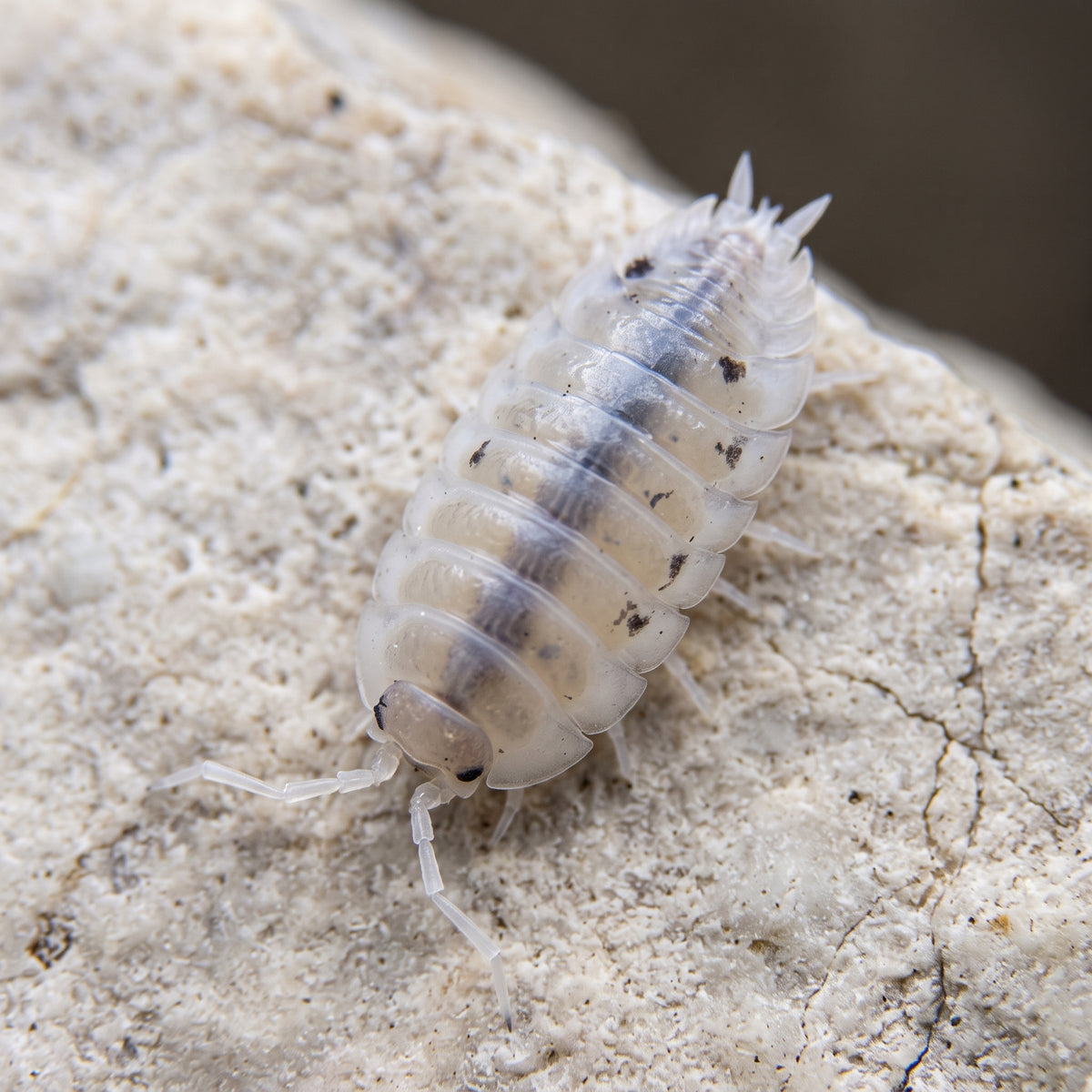 Porcellio laevis « White »