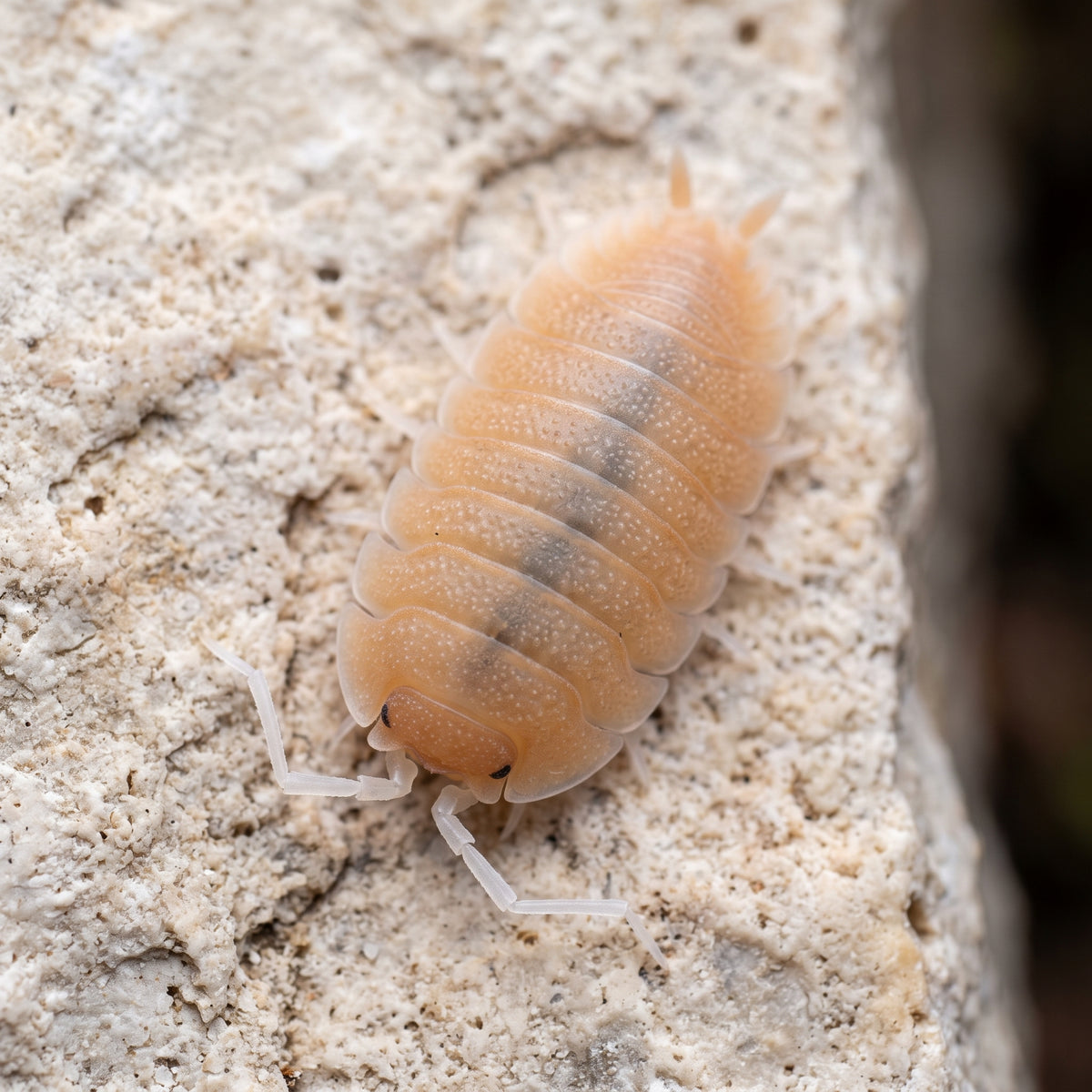 Porcellio mazarronensis