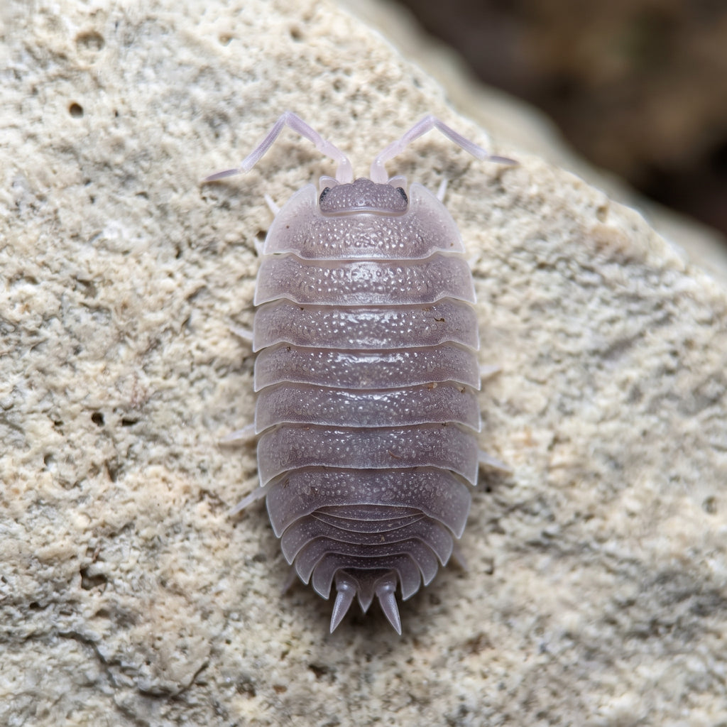 Porcellio mazarronensis « Purple »