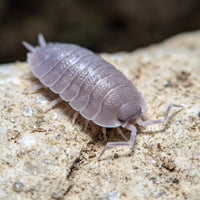 Porcellio mazarronensis « Purple »