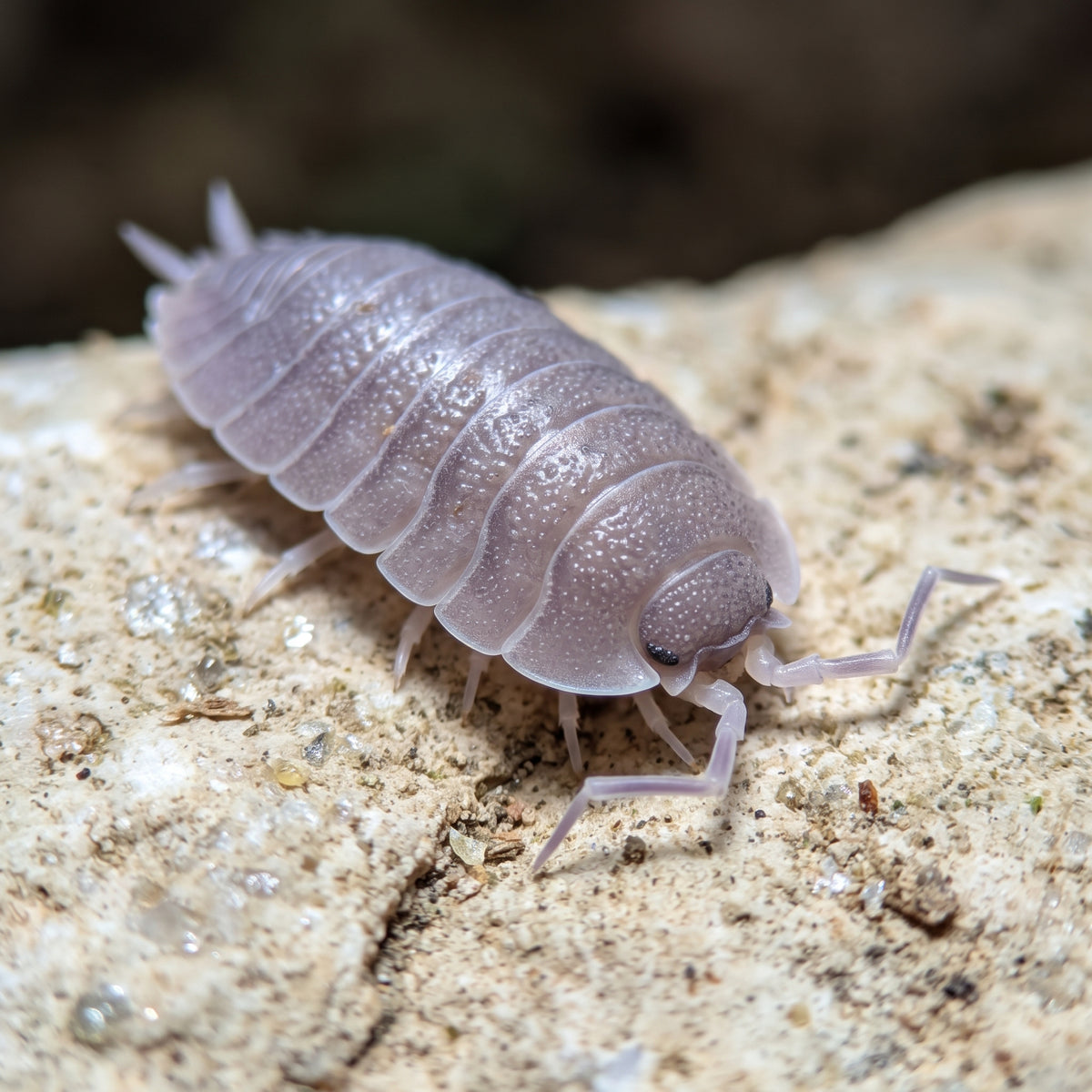 Porcellio mazarronensis « Purple »