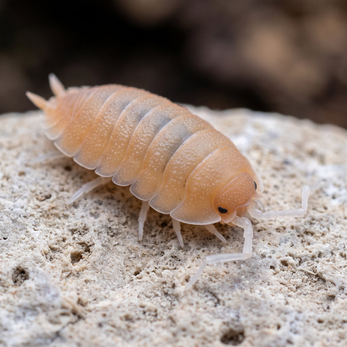 Porcellio mazarronensis