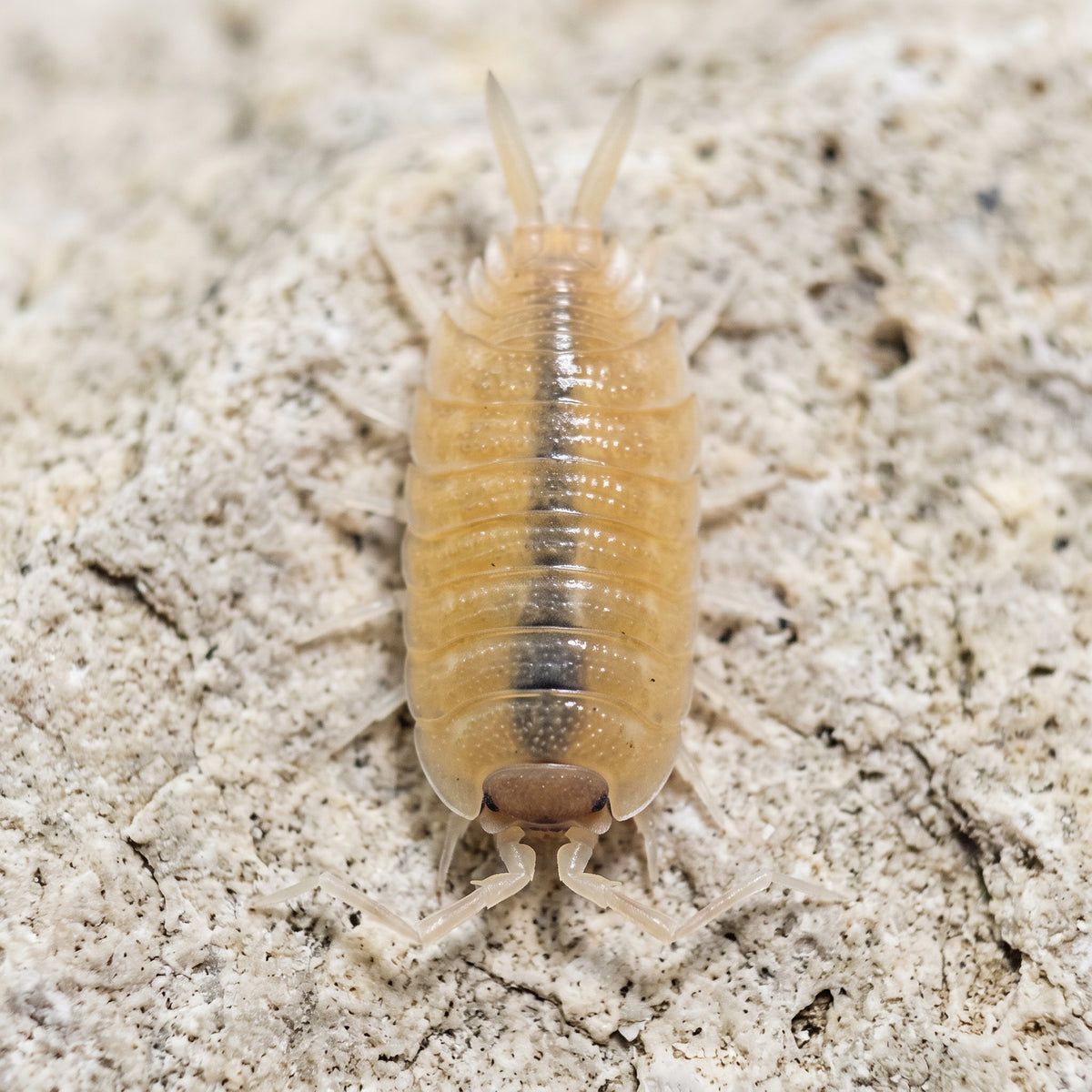 Porcellio nicklesi