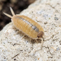 Porcellio nicklesi