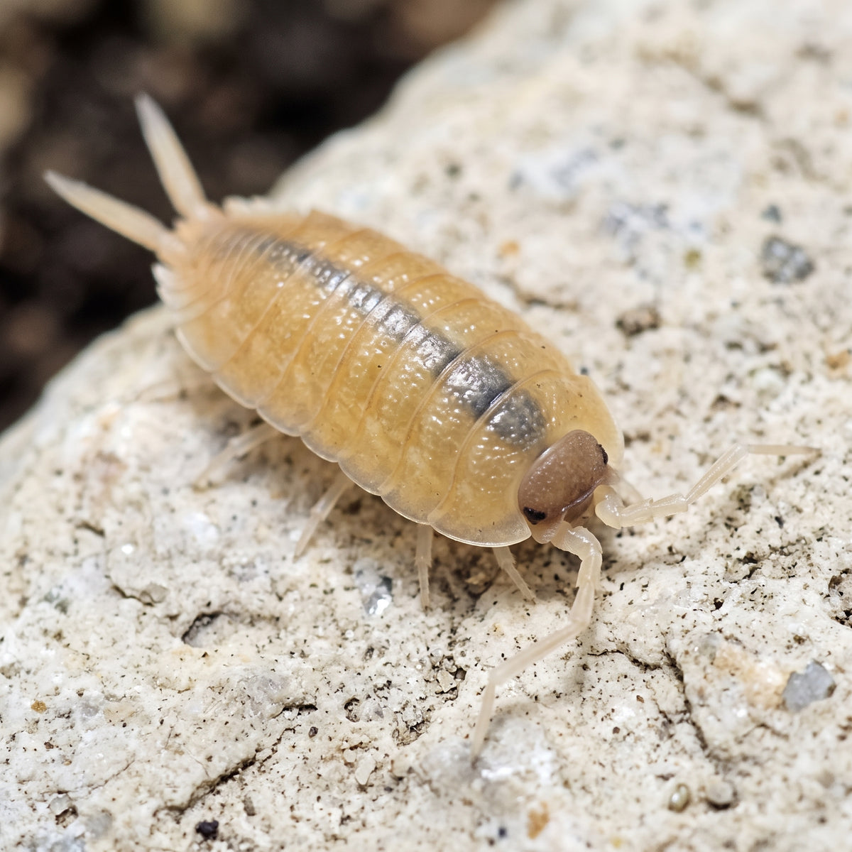 Porcellio nicklesi