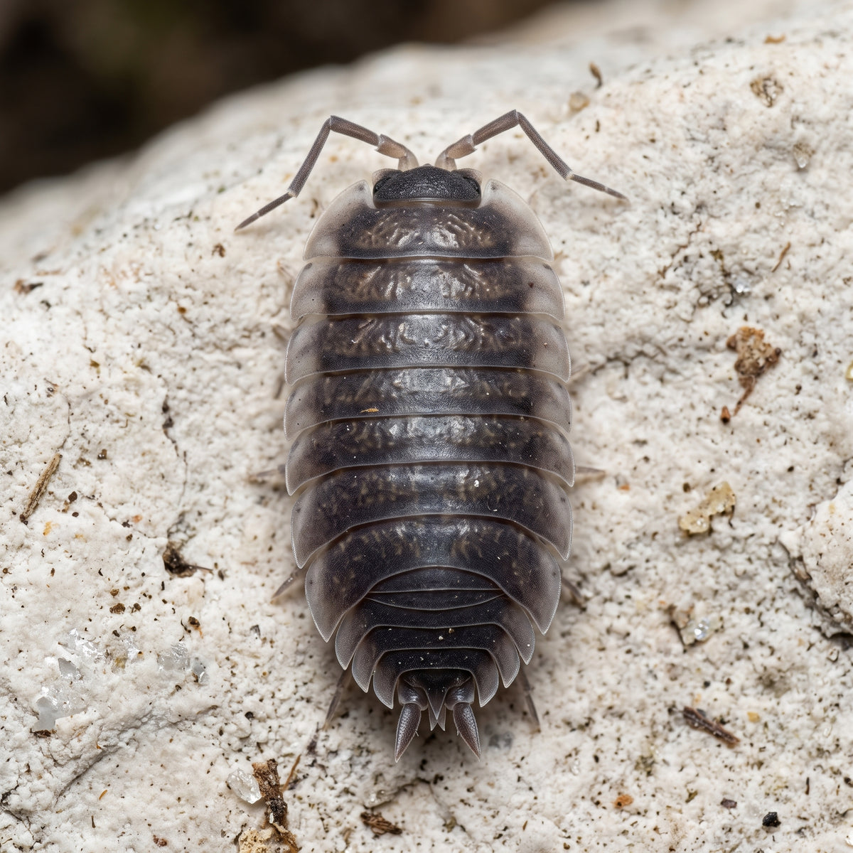 Porcellio orarum